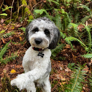 Meet your Posher, Donna